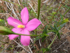 image007