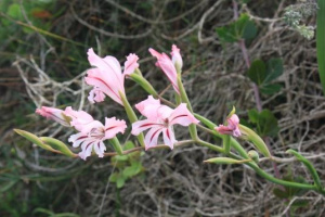 StBlaize10